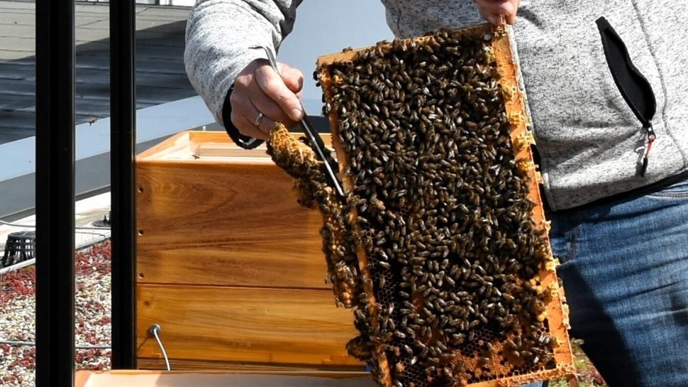 Der erfahrene Imker Uwe Hüngsberg aus Linz am Rhein bringt die Bienen in ihre neue Heimat. Neben Honig werden die Bienen in den kommenden Monaten und Jahren viele nützliche Informationen liefern. Da es sich um ein Pilotprojekt handelt, ist man für jegliche Entwicklung offen. Foto: VG Pellenz/Cornel Schlüter